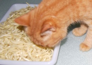 A Asian golden cat loves to eat noodles (2)